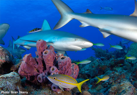 free download reef fish identification